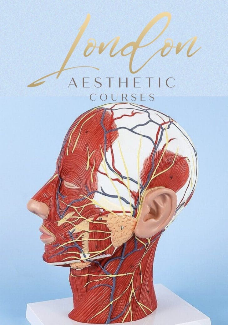 THE IMPORTANCE OF MASTERING FACIAL ANATOMY London aesthetic courses